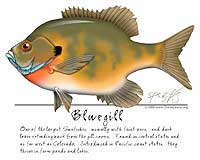 Bluegill