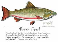 Brook Trout