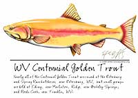 WV Centennial Golden Trout