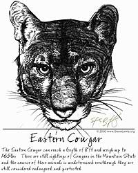 Eastern Cougar