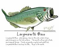 Largemouth Bass