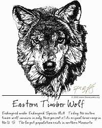 Eastern Timber Wolf