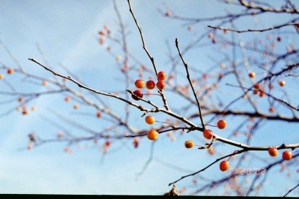 Berries