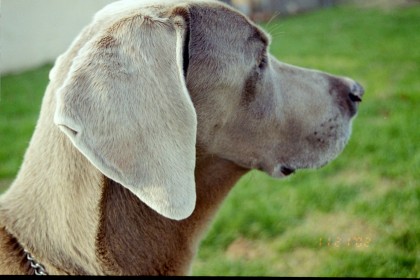 Weimaraner