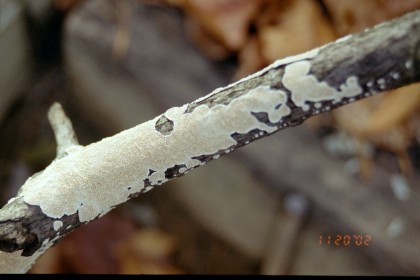 Lichen